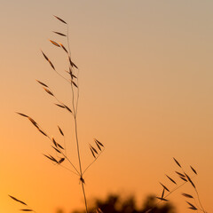 wisp of wild oats that stands out against the sky at sunset