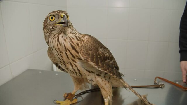 Oren is being examined at a veterinary clinic.