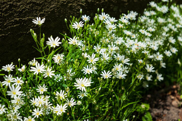 A bunch of greater stitchwort (Rabelera holostea) flowers with white blossoms and a tree trunk in the background, near Polle, Weserbergland, Lower Saxony, Germany.