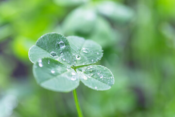 水滴のついた雨上がりに四つ葉のクローバー