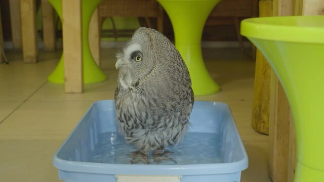 The owl is bathing in a basin. Owl Zoo Theater, where visitors can visit the society of owls.