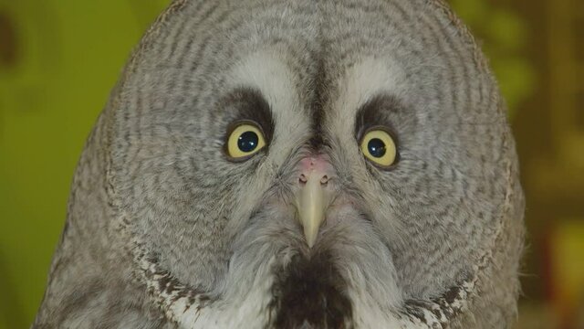The owl looks at the camera and turns away. Owl Zoo Theater, where visitors can visit the society of owls.