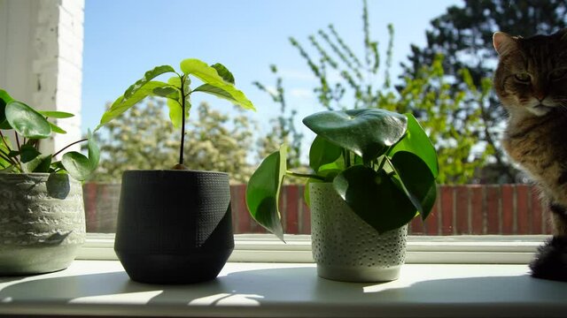 Plants and a cat in a windowsill in an apartment.