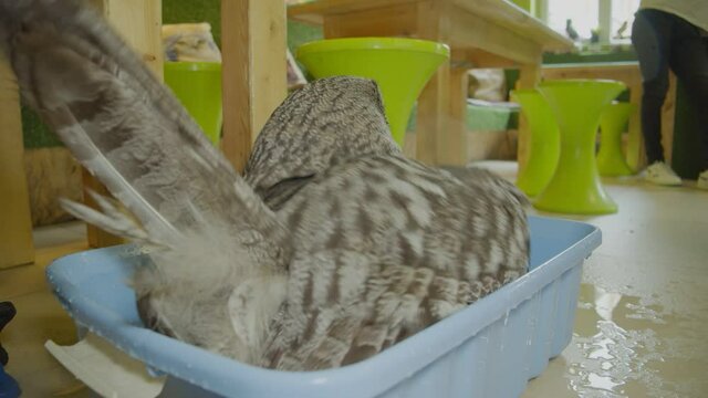 The owl is bathing in a basin. Owl Zoo Theater, where visitors can visit the society of owls.