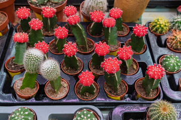Home plant cactus of various varieties, shapes, sizes and colors close-up. Young thorny plants with needles