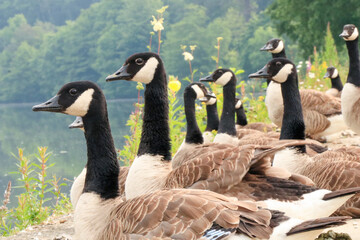 close up of group of Canada gooses near by the Meuse river in Belgium.