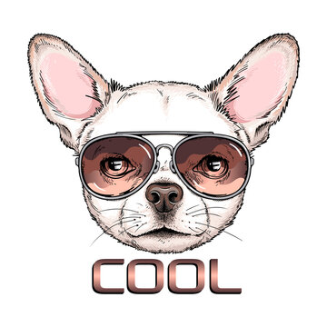 Cute chihuahua dog portrait. Dog in sunglasses. Vector illustration. Stylish image for printing on any surface	