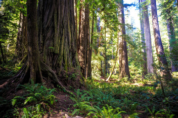 Afternoon Light on the Redwoods, Jedediah Smith State Park, Redwoods National Park, California