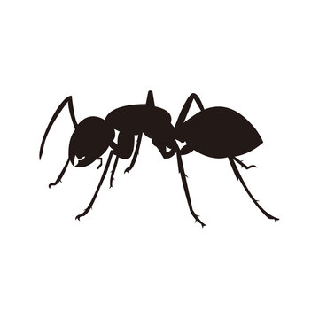 ant icon vector illustration sign