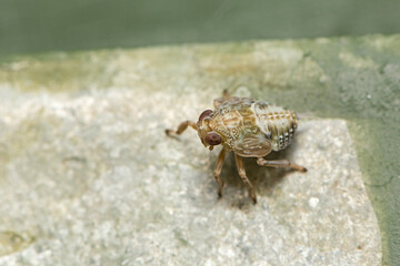 A tiny Coleoptratus mid instar Plant Hopper Nymph