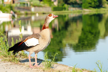 close up of beautiful egyptian goose with beautiful colors standing in front of the Meuse river in Europe in summer season.