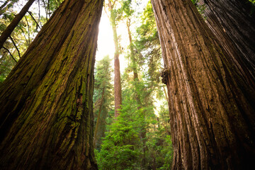 Afternoon Light on the Redwoods, Jedediah Smith State Park, Redwoods National Park, California - obrazy, fototapety, plakaty