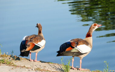 close up of beautiful egyptian goose with beautiful colors standing in front of the Meuse river in Europe in summer season.