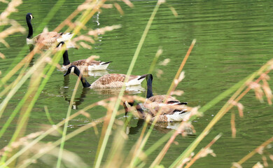group of Canada gooses swimming in the Meuse river in Belgium.