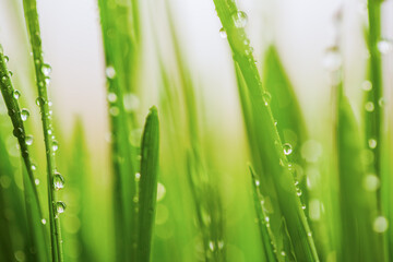 Fototapeta na wymiar Green wet grass with dew on a blades