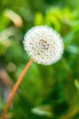 white dandelion in the grass, close up view