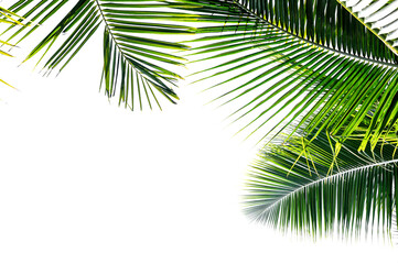 Obraz premium palm tree leaves