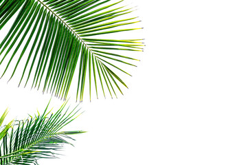 palm tree leaves