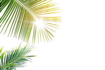 Fototapeta premium palm tree leaves