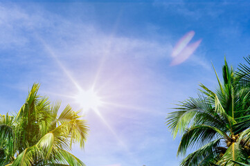 green coconut leaf frame with sunlight on sky background