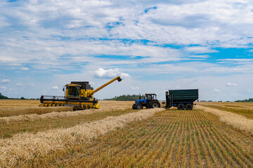 Fototapeta premium Big combine harvesting a gold wheat. Agricultural harvest farming.
