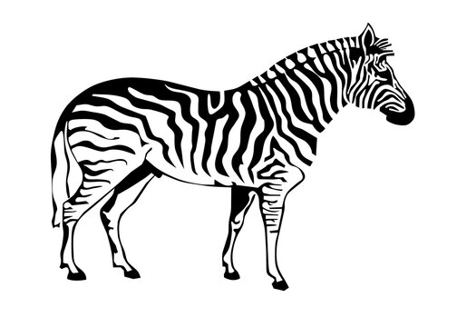 Zebra silhouette isolated on white background. Vector illustration