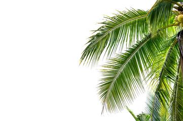 Fototapeta premium palm tree leaves