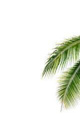 Fototapeta premium palm tree isolated on white