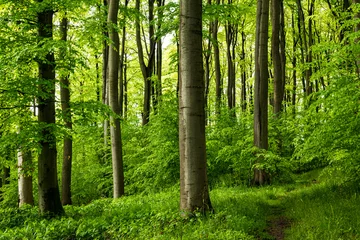 Fototapete Nordeuropa Waldweg in einem wunderschönen Frühlingswald mit mächtigen Buchen, bei Goldbeck, Extertal, Teutoburger Wald, Nordrhein-Westfalen, Deutschland.