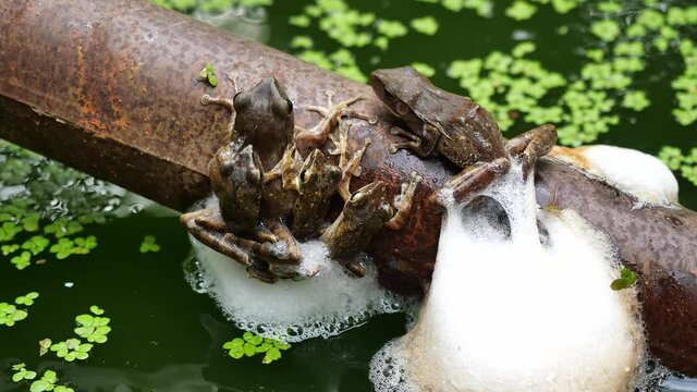 Common tree frog breeding by the male is hugged on the female back, Five Frogs are mating and laying egg in chunk of foam on metal pipe above the water, Group sex Amphibians in Thailand