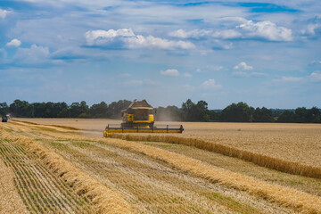 Obraz premium Harvesting golden summer wheat summer cereals. Combine food agriculture plants.