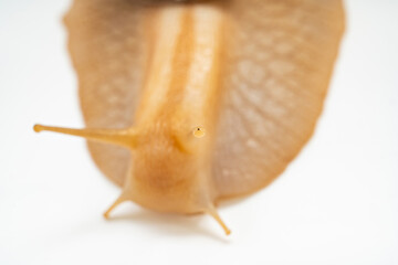 selective focus on antennas, eyes. part of large land snail on white background.