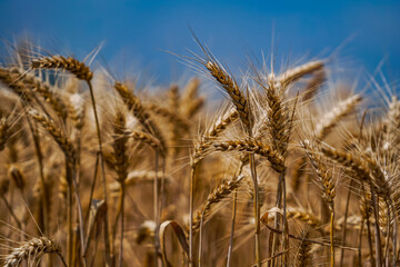 Farming gold wheat field industry. Landscapes of yellow wheat flour.