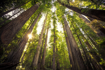 Looking up on the Redwoods Sunset, Jedediah Smith State Park, Redwoods National Park, California - obrazy, fototapety, plakaty