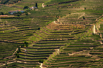 Full frame shot of the vineyards near Pinhão village, Douro river valley, Vila Real district, Viseu district, Portugal - obrazy, fototapety, plakaty