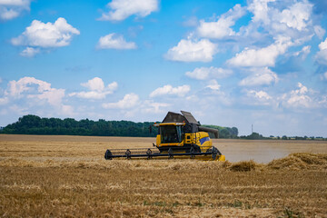 Combine harvesting golden wheat on the field. Big country agricultural farmlands.