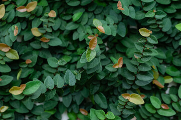 Leaves Wall