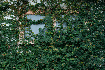 Leaves Wall