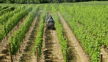 Small agricultural atomizer vehicle at work spraying pesticides among the row of vineyards in...