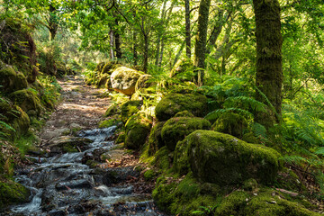 Stream of water running down a forest hiking path, an ancient roman road, surrounded by...
