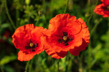 Close-up of a beautiful red poppy flowers in full bloom, other wildflowers and plants in the background, Montesinho Natural Park, Bragança district, Portugal