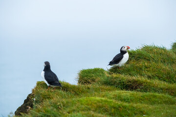 Close up cute of Puffin at island in Iceland