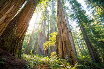 Looking up on the Redwoods Sunset, Jedediah Smith State Park, Redwoods National Park, California