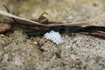 scymninae white insect macro photo