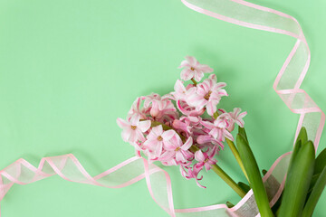 spring coming concept. pink hyacinth flowers on pastel green and pink ribbons. Spring or summer background.