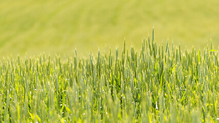 rural landscape of wheat field with selective focus on growing wheat ears