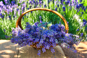 Basket with lavender bouquet on wooden table, on lavender field background