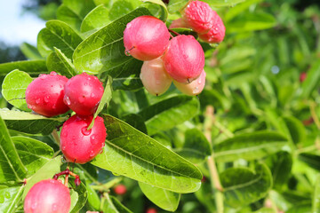 Fresh carissa carandas or carandas plum with water drops after falling rain on tree in the garden closeup.