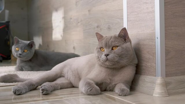 Two British Gray Cats with Large Brown Eyes are Resting on a Floor. Tired, sleepy, falling asleep Scottish purebred cats are relaxing. Funny, short-haired pets. Concept lifestyle animals. Slow motion.
