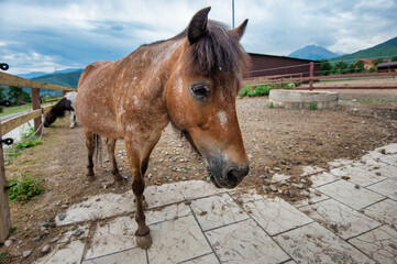 pony in the field